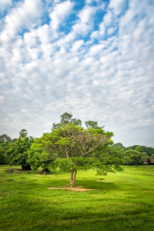 View of an isolated tree with a beautiful sky.の写真素材