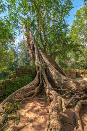 View of tree root with clear blue sky, Ta Prohm temple ruins, Angkor, Cambodia.の写真素材