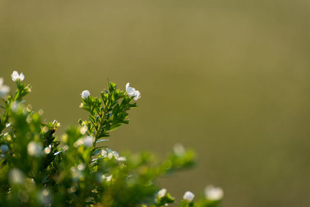 Beautiful white flowers in close up look background.