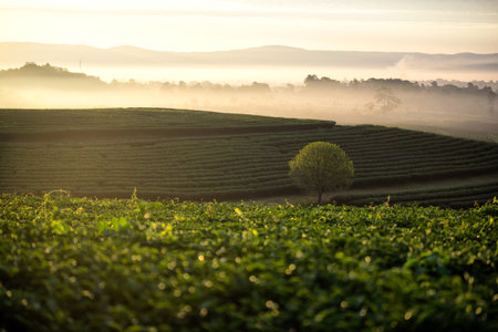 The scenery of a lone rounded tree among tea plantation in freshness morning with a beautiful sea of...