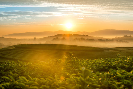 The scenery of morning sunrise over a tea plantation with a beautiful sea of fog in Chiang Rai, Thailand.の写真素材