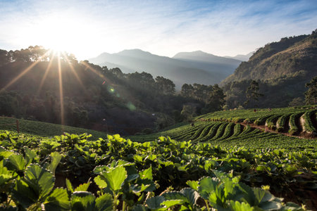 The scenery of the strawberry farm at sunrise time with a beautiful row of strawberries at Nolae...