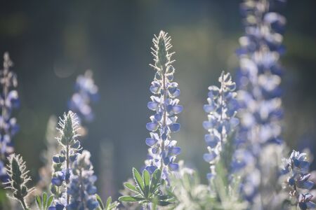 The scenery of the lavender flowers glowing under sunlight in the lavender garden.の写真素材