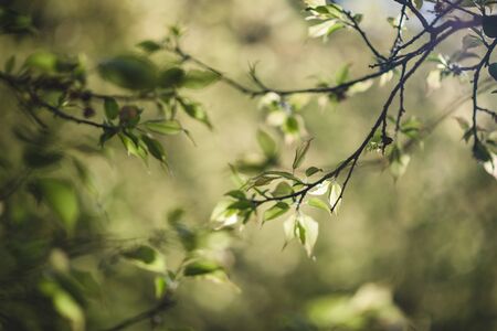 The scenery of plum leaves glowing under sunrise in Ang Khang garden, Chiang Mai, Thailand.の写真素材