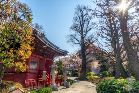 The scenery of sakura blooming and colorful foliage inside Sensoji or Asaksa temple in Tokyo, Japan.のeditorial素材