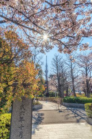 The scenery of the Tokyo Sky Tree with sakura blooming and colorful foliage taken from inside...