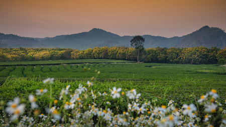 The scenery of the tea plantation with the white flowers foreground after sunset in Chiang Rai,...