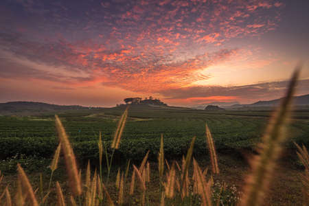 The scenery of tea plantation in sunset time with a beautiful twilight sky background and white grass flower foreground in Chiang Rai, Thailand.の写真素材