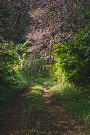 The scenery of the pink cherry blossom or sakura and the route in a jungle at Doi Chang, Chiang Rai, Thailand.の写真素材