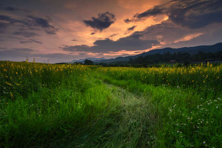 The beautiful scenery of the sunhemp field at sunset time in Chiang Rai, Thailand.の写真素材