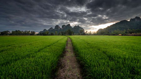 The scenery of Khao Nor with a row of green rice field in a beautiful sunset time in Nakhon Sawan province, Thailand.の写真素材