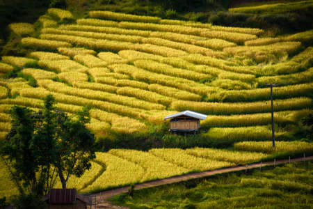 The beautiful scenery of the golden terraced rice field in Khun Pae, Chiang Mai, Thailand.の写真素材