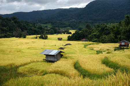 The beautiful scenery of the golden terraced rice field in Khun Pae, Chiang Mai, Thailand.の写真素材