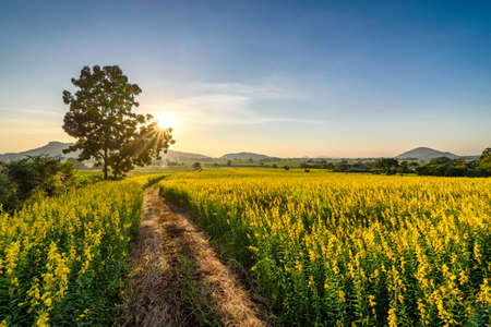The beautiful scenery of a yellow sunn hemp field in Nakhon Sawan province, Thailand.の写真素材