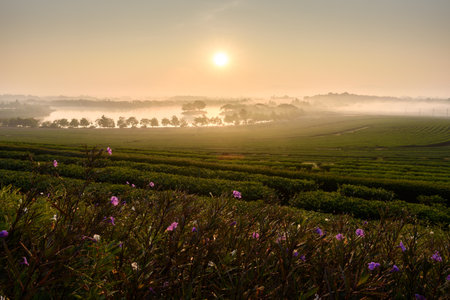 The scenery of morning sunrise over a tea plantation with a beautiful sea of fog in Chiang Rai, Thailand.の写真素材