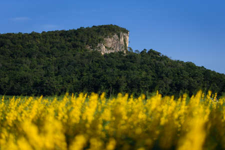 The beautiful scenery of a yellow sunn hemp field in Nakhon Sawan province, Thailand.の写真素材