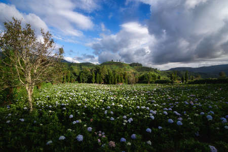 The beautiful scenery of the Hydrangea flower field at Khun Pae, Chiang Mai, Thailand.の写真素材