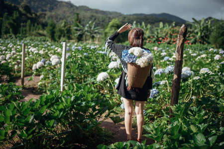 The scenery of a happy tourist in a hydrangea flower field at Khun Pae, Chiang Mai, Thailand.の写真素材