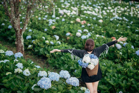The scenery of a happy tourist in a hydrangea flower field at Khun Pae, Chiang Mai, Thailand.の写真素材