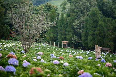 The beautiful scenery of the Hydrangea flower field at Khun Pae, Chiang Mai, Thailand.の写真素材