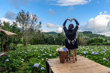 The scenery of a happy tourist in a hydrangea flower field at Khun Pae, Chiang Mai, Thailand.の写真素材