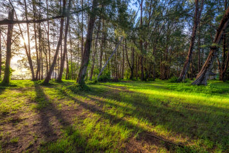 The beautiful scenery of Pine trees forest backlighted by golden sunlight before sunset with sun rays pouring through trees, casting a shadow on forest.の写真素材