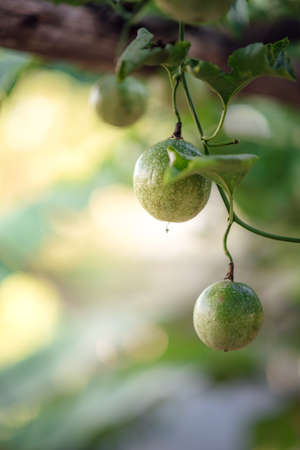 Close-up Of Passion Fruits Hanging From Vines.の写真素材