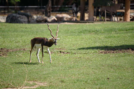 The portrait of krishna mrigam or blackbuck, Antilope cervicapra walking in the meadow.の写真素材