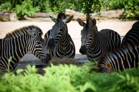 The zebras eating straw (hay) from the tray.の写真素材