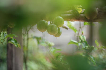 Close-up Of Unripe Passion Fruits Hanging From Vines.の写真素材