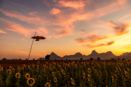 Panorama landscape of sunflowers blooming with a flying kite in the field in sunset time with the mountain range background at Lopburi province, Thailand.の写真素材