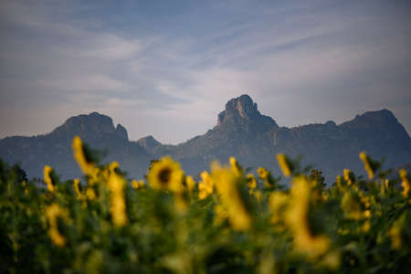 Beautiful scenery of a mountain with blurry sunflowers foreground at Lopburi province, Thailand.の写真素材