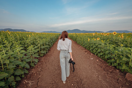 The scenery of a woman traveler carrying her camera and walking in the sunflower field at Lopburi, Thailand.の写真素材