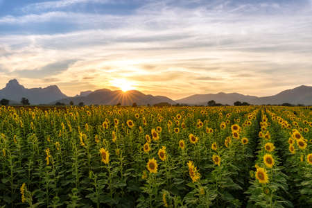 Panorama landscape of sunflowers blooming in the field in sunset time with the mountain range background at Lopburi province, Thailand.の写真素材