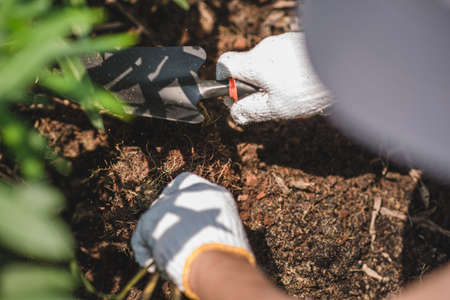 An Asian male shoveling in the backyard by using a planting spoon.の写真素材