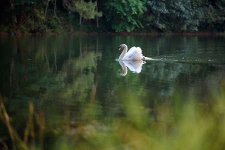 The scenery of the swan swimming at the Pang Oung lake, Mae Hong Son, Thailand.の写真素材