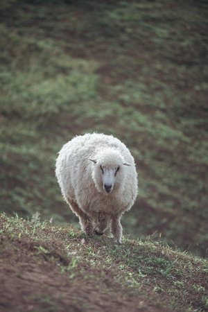 The beautiful scenery of a lone sheep walking and eating in the meadow.の写真素材