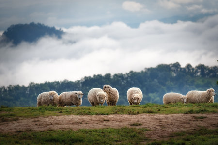 The beautiful scenery of the sheep walking and eating in the meadow.の写真素材