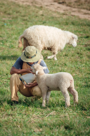 A happy moment of a male farmer feeding his sheep.の写真素材