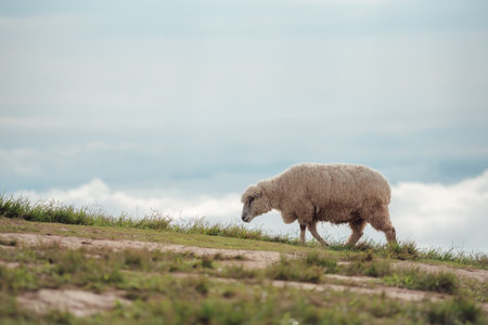 The beautiful scenery of a lone sheep walking and eating in the meadow.の写真素材
