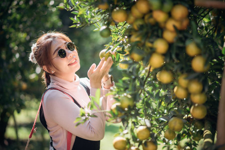 A woman farmer is working in orchard or orange farm.の写真素材