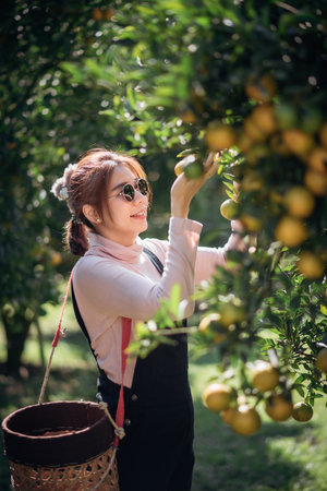 A woman farmer is working in orchard or orange farm.の写真素材