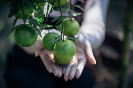 Close up scene of the farmer holding orange.