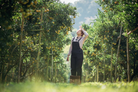 A woman farmer is working in orchard or orange farm.の写真素材