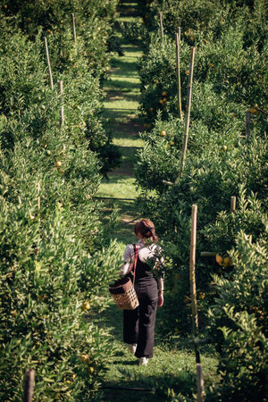 A happy woman farmer walking in orchard or orange farm.の写真素材