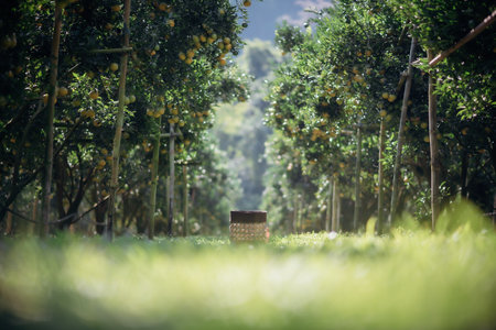 A basket in the orchard or orange garden.の写真素材