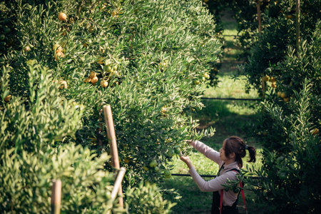 A happy woman farmer harvesting orange in orchard or orange farm.の写真素材