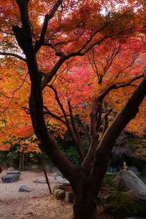 Autumn Leavesの写真素材