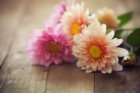 Bouquet of pink chrysanthemums on wooden backgroundの素材