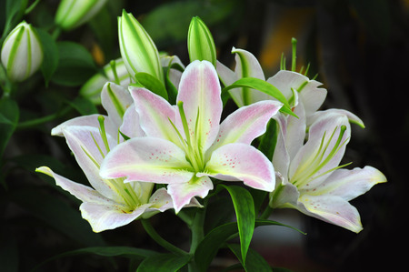 Lilly For Loveの写真素材